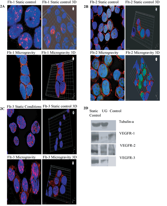 Immunofluorescent images taken by confocal microscopy methods show the localization and the shuttling of VEGFR-1 (Flt-1) VEGFR-2 (Flt-2) VEGFR-3 (Flt-3) in static conditions vs.