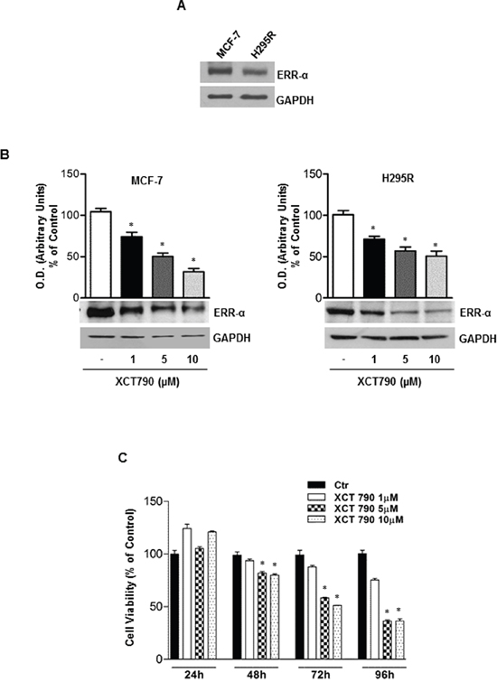 ERR&#x03B1; inverse agonist XCT790 decreases ERR&#x03B1; protein content and H295R cells growth in vitro.