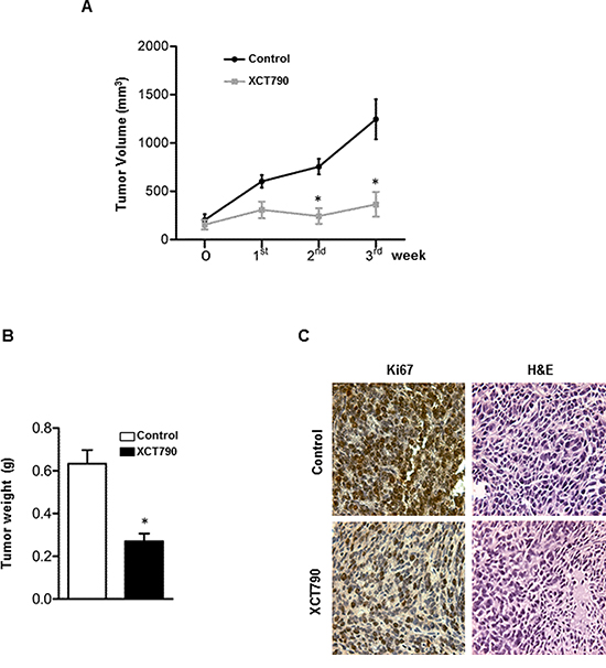 ERR&#x03B1; inverse agonist XCT790 decreases H295R cells proliferation in vivo.