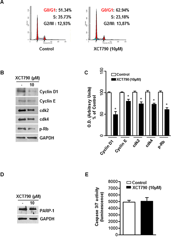ERR&#x03B1; inverse agonist XCT790 impairs G1/S transition of ACC cells without inducing apoptosis.