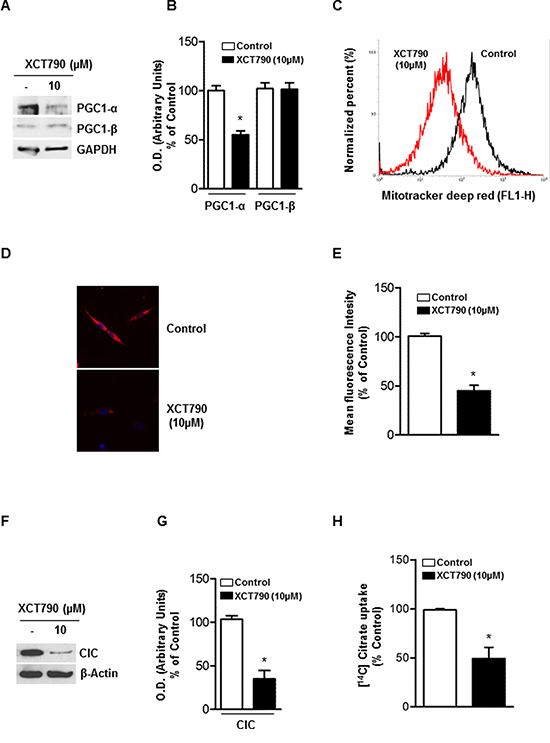 XCT-790 decreases mitochondrial mass and function in H295R cells.