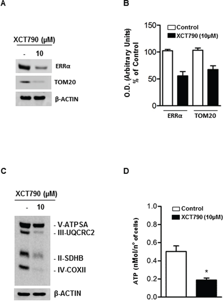 XCT790 decreased OXPHOS protein content and ATP concentration in H295R cells.