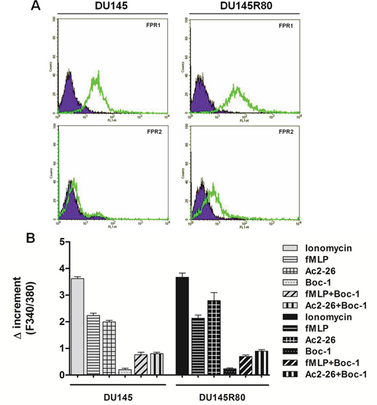 Expression and activation of FPRs in DU145 and in ZA-resistant DU145R80.