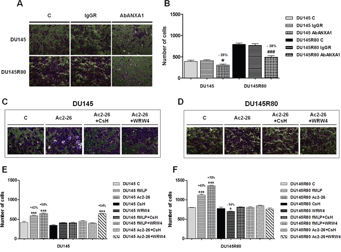 Secreted ANXA1 induces PCa cell invasion acting through FPRs.