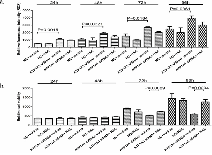 Downregulation of ATP1A1 expression causes HCC cells to undergo oxidative stress.