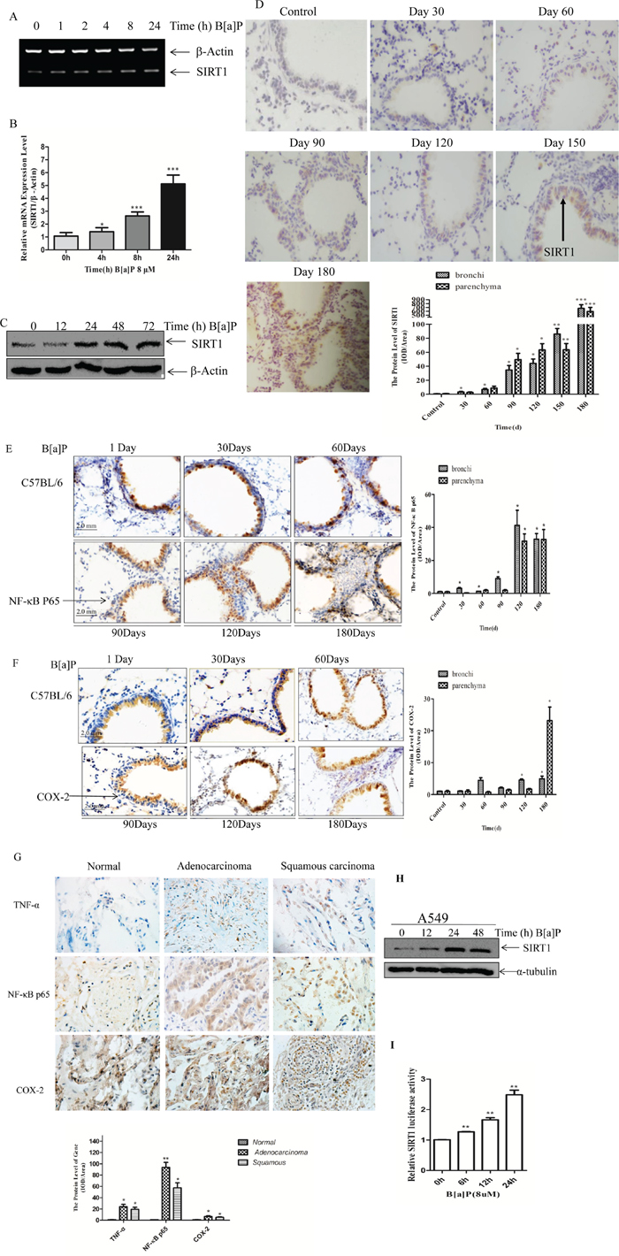 B[a]P induced SIRT1 expression in BEAS-2B cells and in mice lung biospies.