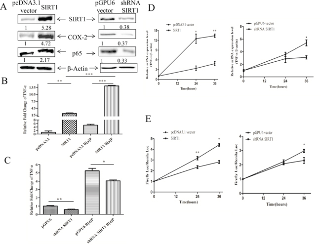 SIRT1 promoted the expression of TNF-&#x03B1; at transcription level.