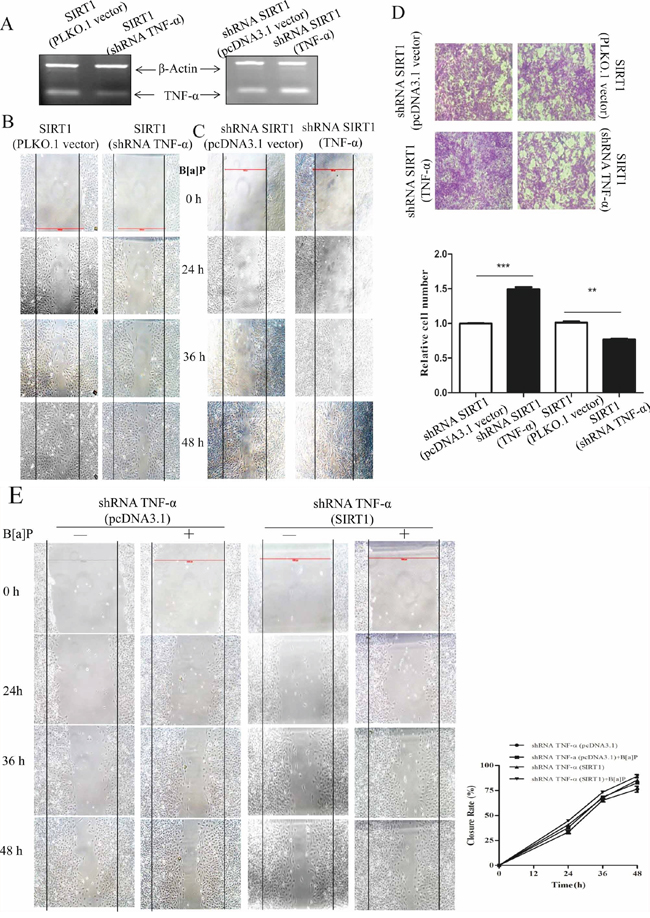 TNF-&#x03B1; played a role in SIRT1 promoting BEAS-2B cell migration and invasion upon B[a]P exposure.