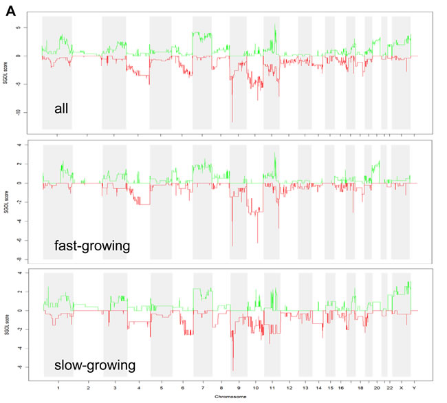 DNA gains and losses analysed by array CGH in melanoma models and association with aggressiveness.