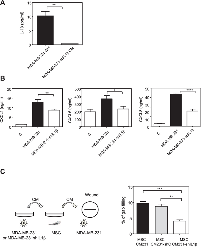 Inhibition of IL-1&#x03B2; production by MDA-MB-231 cells reduces the production of chemokines by MSCs in the presence of MDA-MB-231 conditioned medium.