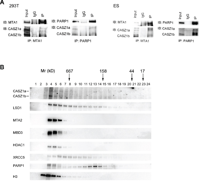 CASZ1 is associated with its protein partners in vivo.