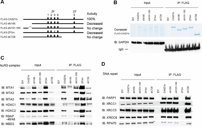 N-terminus of CASZ1b interacts with NuRD subunits and zinc finger 3 is required for DNA repair proteins binding.
