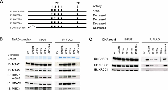 Zinc finger 1, 2 and 4 of CASZ1b is required for DNA repair proteins binding but not for NuRD subunits binding.