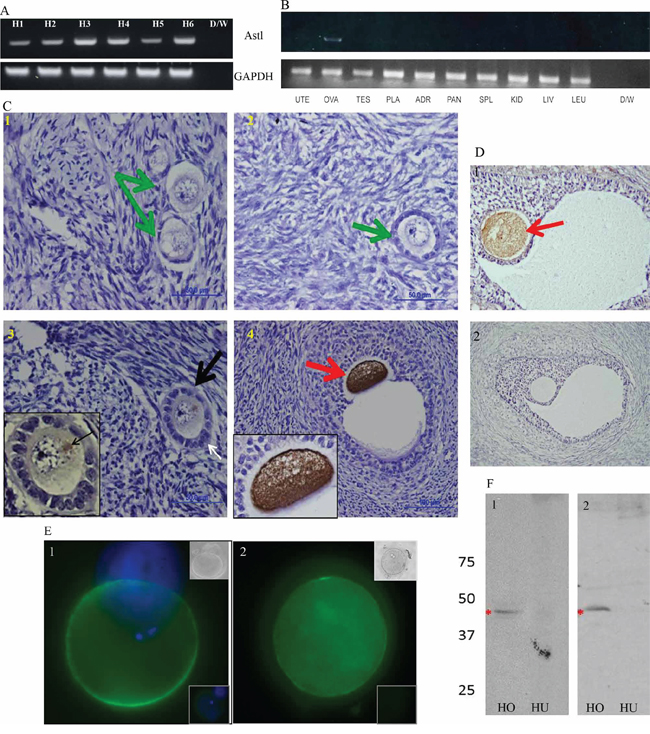 ASTL/SAS1B has ovary and oocyte restricted expression among normal human tissues, and a population of SAS1B is found on the oolemma of ovulated human oocytes.