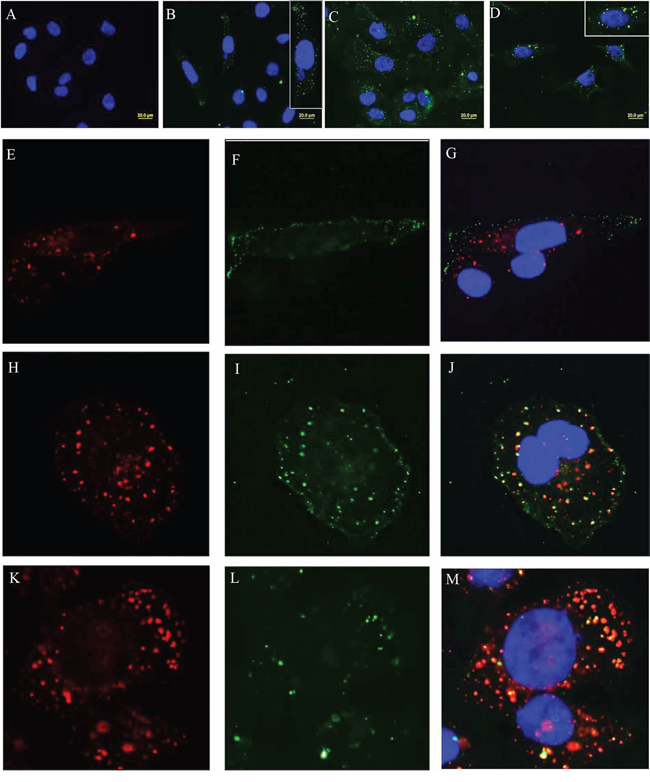 SAS1B-antibody complexes undergo endocytosis and co-localize with classical endocytic markers.