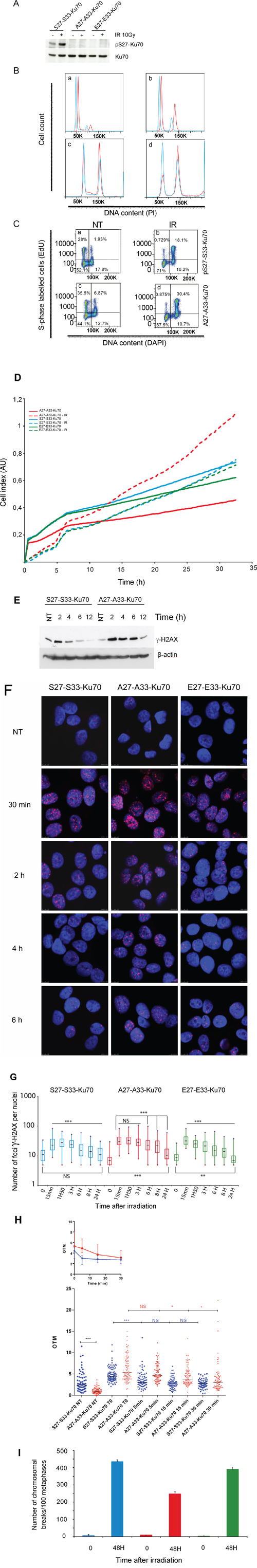 Function of the phosphorylated form of Ku70 in cell cycle checkpoint control, DNA repair and genomic stability.