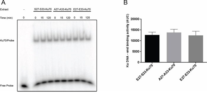 In vitro assay of Ku70/Ku80 heterodimer DNA-end binding activity.