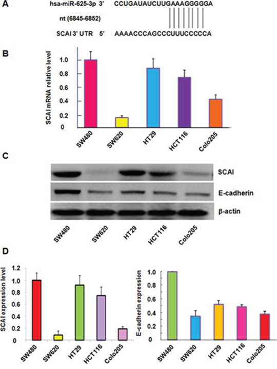 The expression of miR-625-3p, SCAI and E-cadherin was correlated in CRC cells.
