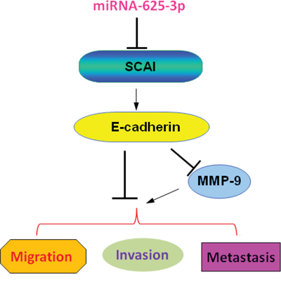 A schematic illustration of the signaling network showing how miR-625-3p promotes cell migration and invasion.
