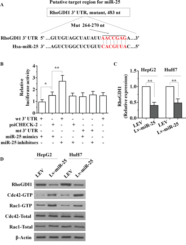 miR-25 directly targets the RhoGDI1 via its 3&#x2032;-UTR.