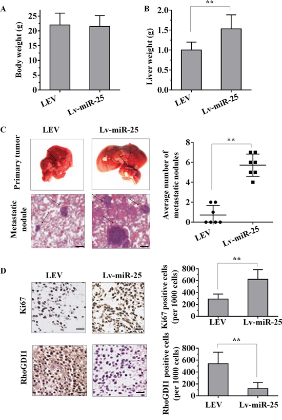 The overexpression of miR-25 promotes tumour growth and metastasis in vivo.