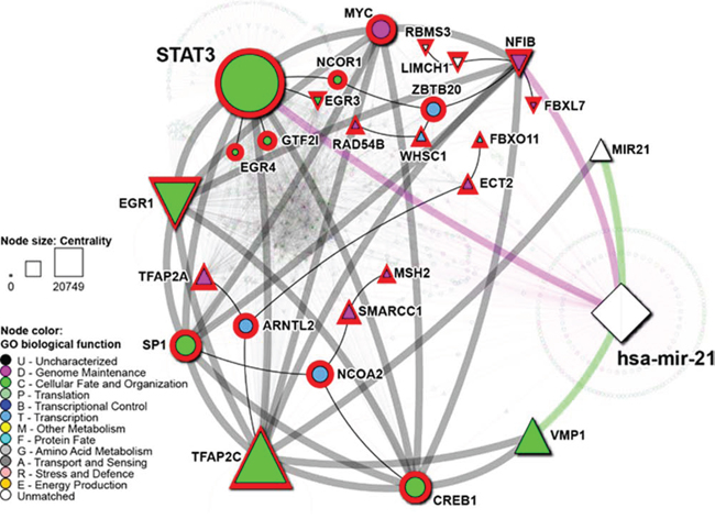 Network of STAT3 and hsa-mir-21 regulatory targets.