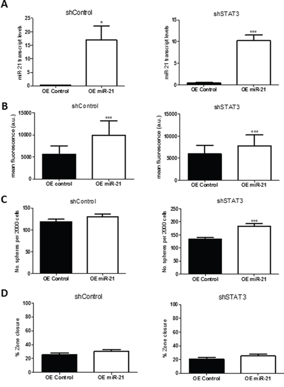 Overexpression of miR-21 rescues STAT3 knockdown, showing increased self-renewal and migration in vitro.