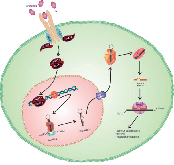 Representative schematic of STAT3 activation of miR-21.