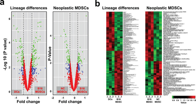 Differentially expressed proteins in MDSCs caused by lineage and cancer.