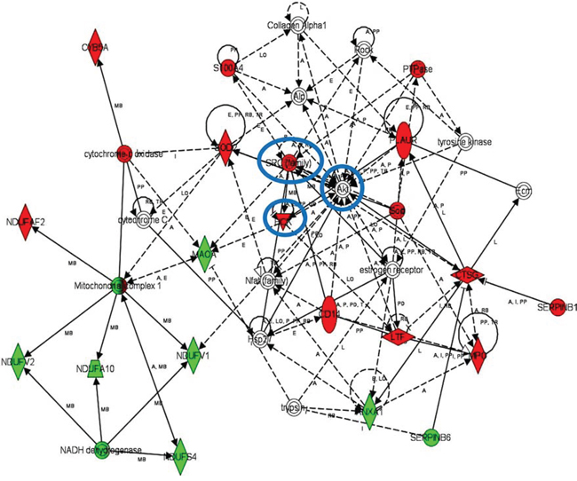 Functional MDSC lineage-specific interactome networks controlled by SRC, HCK and AKT kinases.
