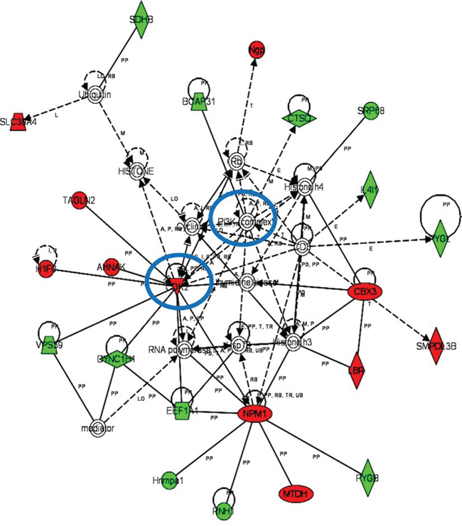 Functional MDSC lineage-specific interactome networks controlled by PI3K and CDK2 kinases.