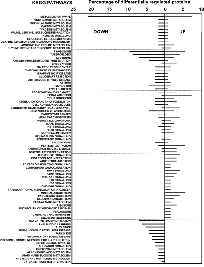 KEGG pathway analyses of differentially-expressed proteins in MDSCs compared to myeloid DCs.