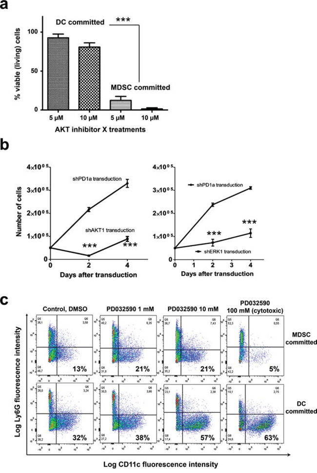 AKT is required for survival of myeloid cells committed to MDSC differentiation, while inhibition of the ERK pathway enhances conventional DC differentiation.