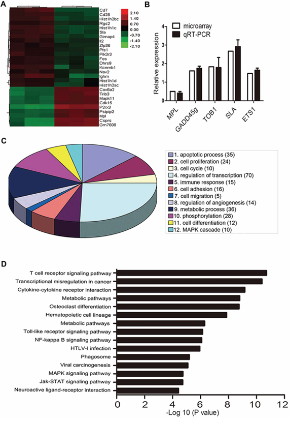 Microarray analysis of gene expression with PARP-1 inhibition.