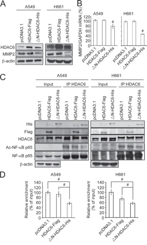 Nuclear HDAC6 inhibits MMP2 through de-acetylating NF-&#x03BA;B p65 subunit.