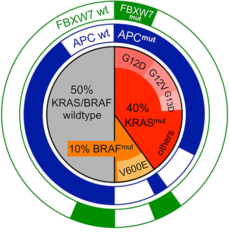 Mutational spectra of KRAS, BRAF and the Wnt effector genes APC and FBXW7 in CRC.