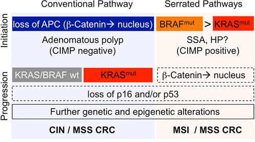 Roles of KRAS (red) and BRAF (orange) in distinct progression pathways of CRC.