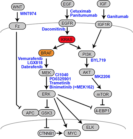 Therapeutic targets in CRC.