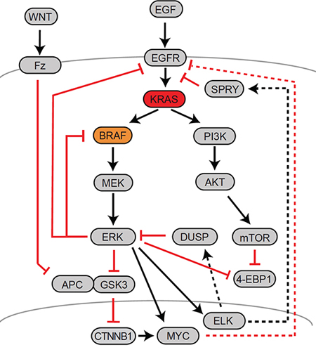 Major feedback mechanisms controlling MAPK activity in CRC.