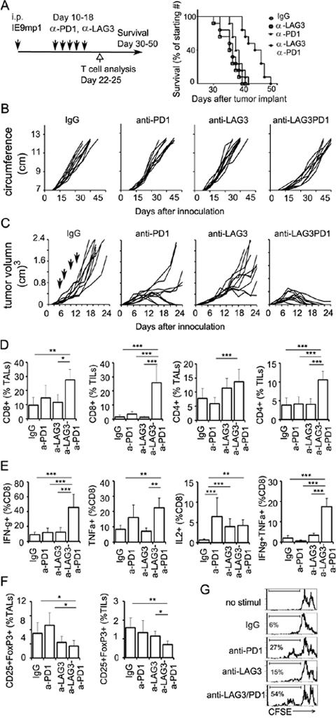 Dual blockade of LAG3 and PD1 synergistically enhance anti-tumor immunity.