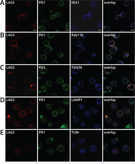 Sub-cellular co-localization of LAG3 and PD1 in cytoplasmic compartments in activated CD8+ T cells.