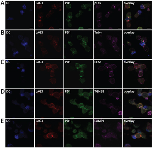 LAG3 and PD1 co-localization with pLCK, MTOC, EEA1, TGN38, and LAMP1 near the immunological synapse.