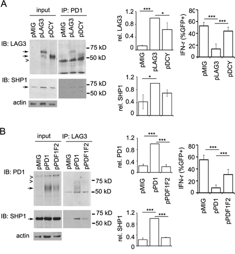 Differential contribution of the cytoplasmic domains of LAG3 and PD1 in their interaction.