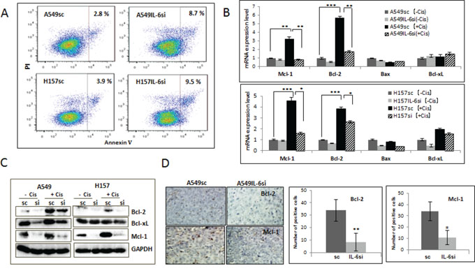 IL-6 protected A549 and H157 cells from apoptotic death after cisplatin treatment via up regulation of Bcl-2 and Mcl-1.