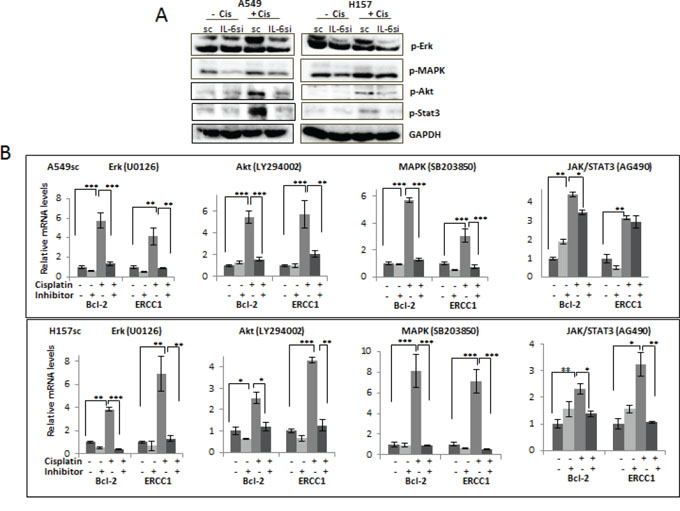 Activation of IL-6 downstream signaling pathways on cisplatin treatment.