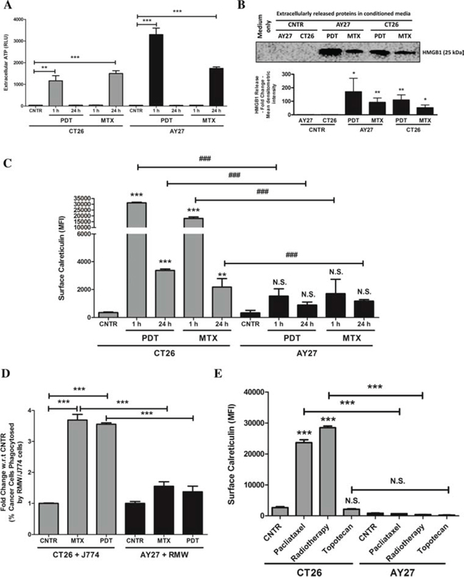 AY27 cancer cells treated with ICD inducers exhibit disruption in the ability to surface expose CRT and undergo inefficient engulfment by phagocytic cells.