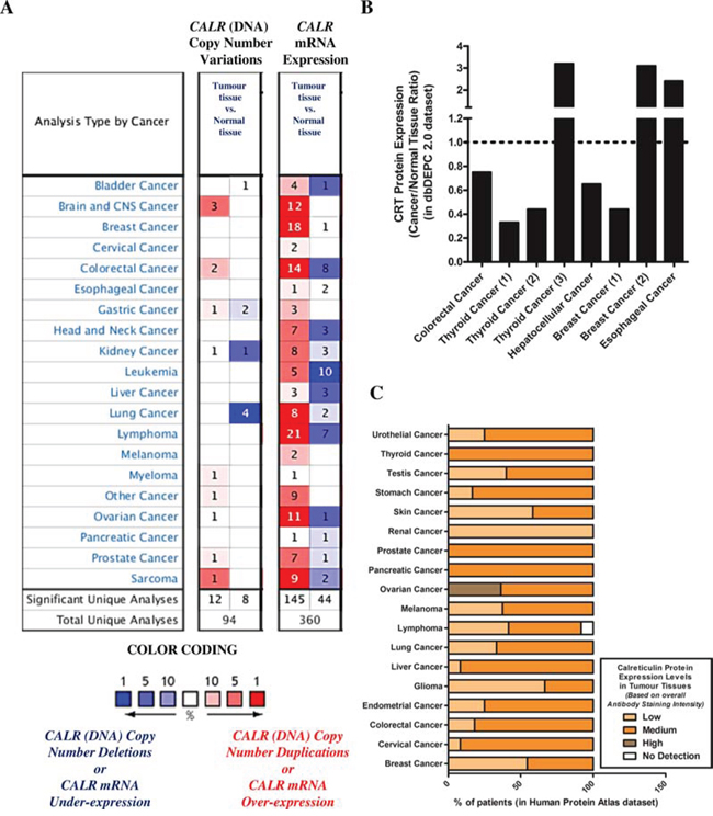 A subset of patients, of various cancer types, show low or reduced overall endogenous levels of CRT/CALR.