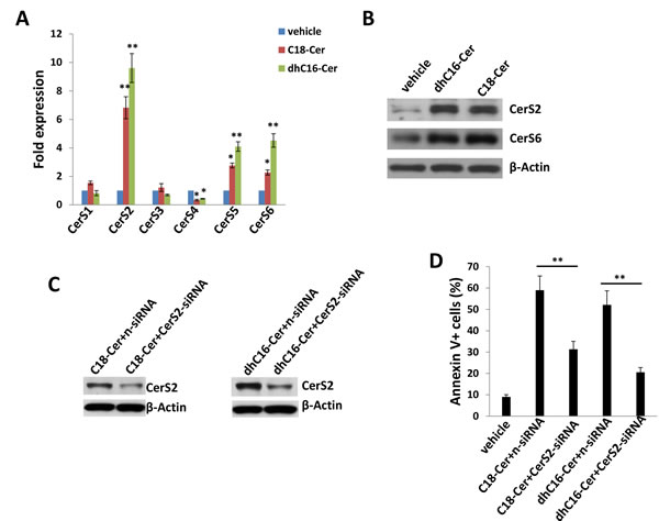 C18-Cer and dhC16-Cer induce expression of ceramide synthases within PEL cells.