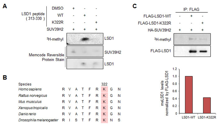 Lys 322 on LSD1 methylation by SUV39H2 both