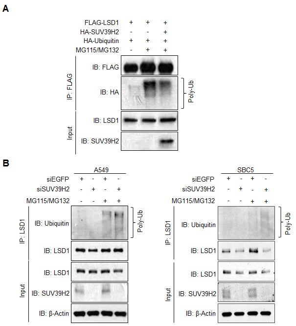 SUV39H2-dependent LSD1 methylation inhibits LSD1 protein degradation mediated by polyubiquitination.